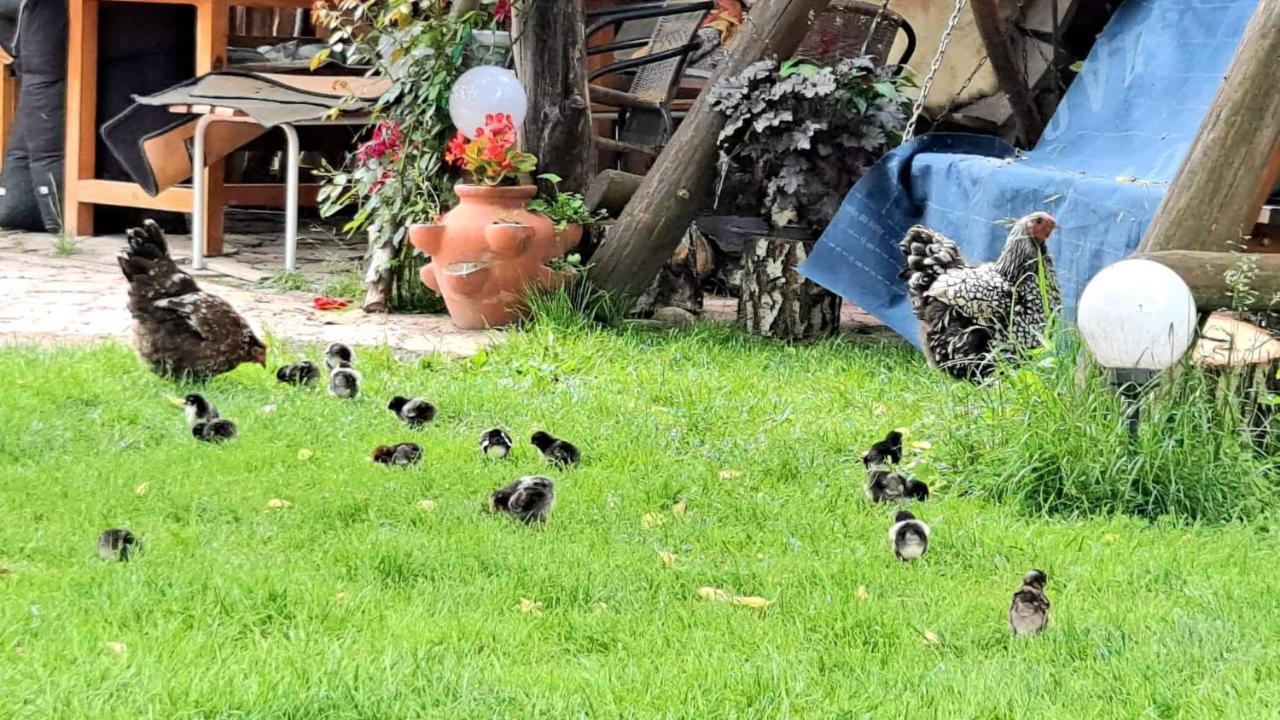 Agroturystyka Pod Kogutem Zamosc  Luaran gambar